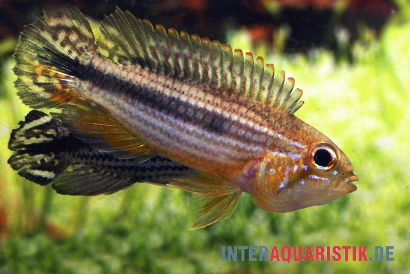 Agassiz-Zwergbuntbarsch, Apistogramma Agassizii TEFE (paarweise) 2 Agassiz-Zwergbuntbarsch, Apistogramma Agassizii TEFE (paarweise) – Bild 2