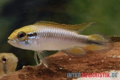 Agassiz-Zwergbuntbarsch, Apistogramma Agassizii, Wildform, Paarweise -Tier Produkt Geschäft Agassiz Zwergbuntbarsch Apistogramma agassizii paarweise wild 2