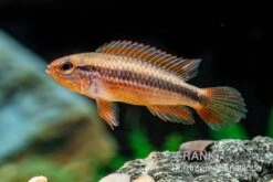 Agassizii-Zwergbuntbarsch Gold-rot, Apistogramma Agassizii Gold-rot, Paarweise -Tier Produkt Geschäft Agassizii Zwergbuntbarsch gold rot Apistogramma agassizii gold rot paarweise 3