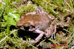 Ahl-Fluss-Frosch, Phrynobatrachus Latifrons