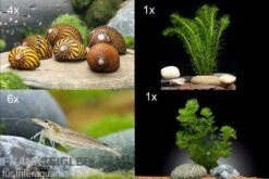 Bundle Algen-SEK: 4 X Rennschnecke + 6 X Amanogarnele Größe M + 2 Pflanzen