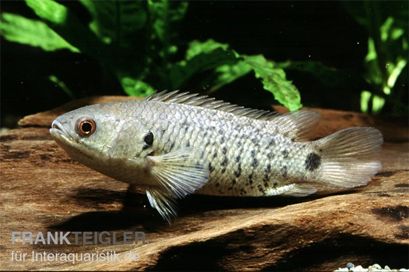 Kletterfisch, Anabas Testudineus 1 Kletterfisch, Anabas Testudineus