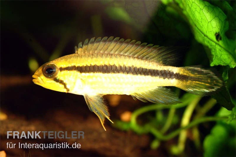 Agassiz-Zwergbuntbarsch, Apistogramma Agassizii TEFE (paarweise) 3 Agassiz-Zwergbuntbarsch, Apistogramma Agassizii TEFE (paarweise) – Bild 3