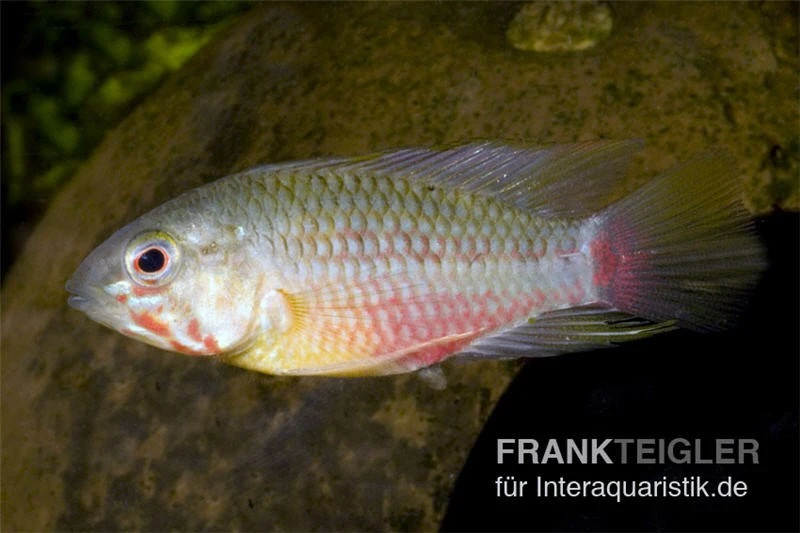 Rotstrich-Zwergbuntbarsch, Apistogramma Hongsloi, Paarweise 2 Rotstrich-Zwergbuntbarsch, Apistogramma Hongsloi, Paarweise – Bild 2