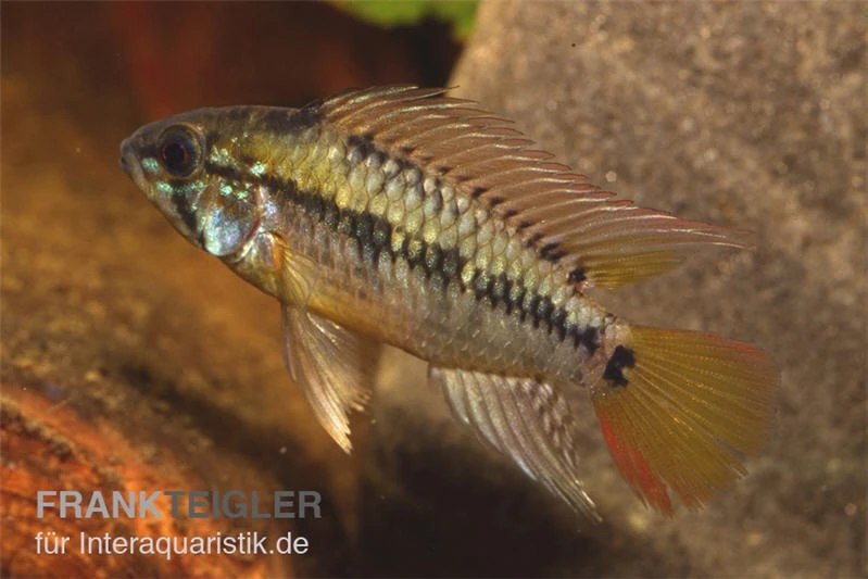 Schwarzkehl-Zwergbuntbarsch, Apistogramma Viejita, Paarweise 4 Schwarzkehl-Zwergbuntbarsch, Apistogramma Viejita, Paarweise – Bild 4