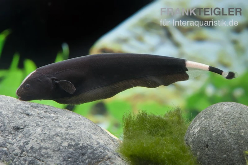 Weißstirn-Messerfisch, Apteronotus Albifrons 2 Weißstirn-Messerfisch, Apteronotus Albifrons – Bild 2