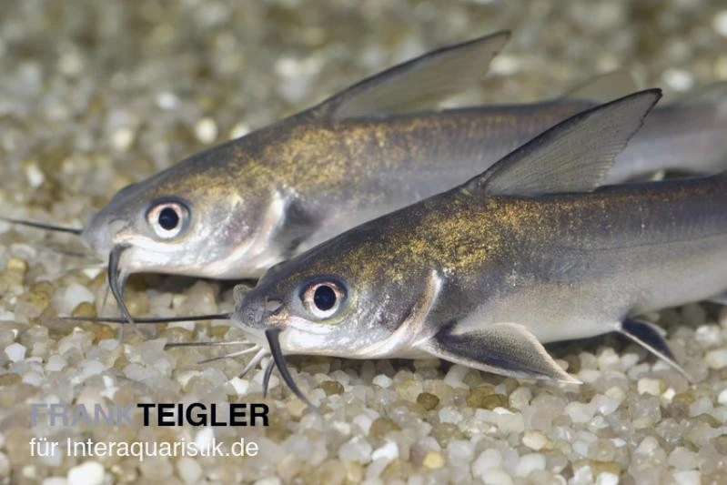 Mini-Hai, Arius Jordani 1 Mini-Hai, Arius Jordani