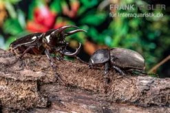 Atlaskäfer, Chalcosoma Atlas -Tier Produkt Geschäft Atlaskaefer Chalcosoma atlas 3