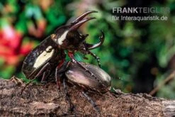 Atlaskäfer, Chalcosoma Atlas -Tier Produkt Geschäft Atlaskaefer Chalcosoma atlas 5