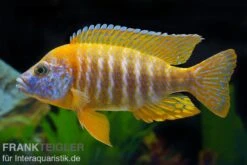 Aulonocara Spec. Red Rubin, DNZ