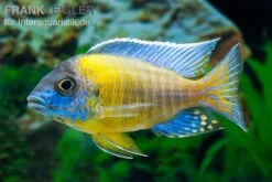 Aulonocara Steveni BLUE NEON HAI REEF , DNZ
