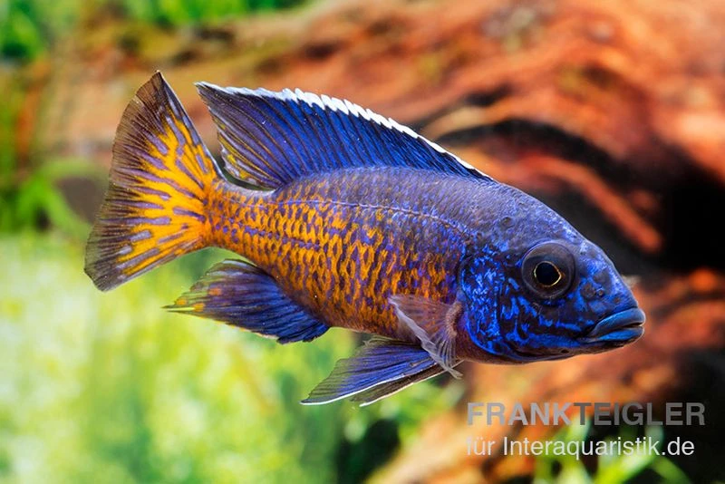 Aulonocara Stuartgranti "Ngara", DNZ 1 Aulonocara Stuartgranti "Ngara", DNZ