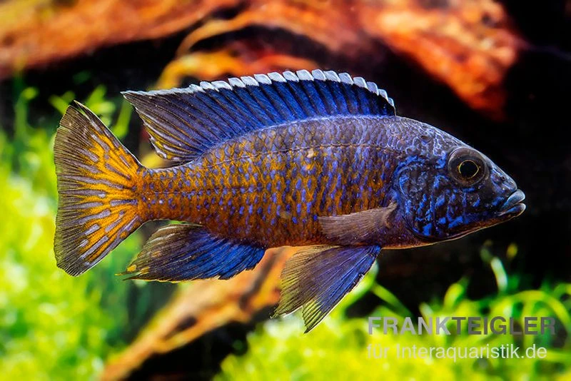 Aulonocara Stuartgranti "Ngara", DNZ 2 Aulonocara Stuartgranti "Ngara", DNZ – Bild 2