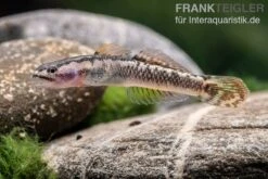 Aureofuscus-Grundel, Stiphodon Aureofuscus, 1 Paar 9 Aureofuscus-Grundel, Stiphodon Aureofuscus, 1 Paar -Tier Produkt Geschäft Aureofuscus Grundel Stiphodon aureofuscus 3