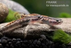 Aureofuscus-Grundel, Stiphodon Aureofuscus, 1 Paar 10 Aureofuscus-Grundel, Stiphodon Aureofuscus, 1 Paar -Tier Produkt Geschäft Aureofuscus Grundel Stiphodon aureofuscus 4