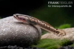 Aureofuscus-Grundel, Stiphodon Aureofuscus, 1 Paar 11 Aureofuscus-Grundel, Stiphodon Aureofuscus, 1 Paar -Tier Produkt Geschäft Aureofuscus Grundel Stiphodon aureofuscus 5