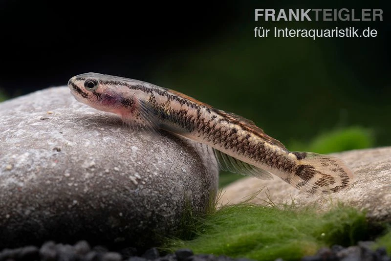 Aureofuscus-Grundel, Stiphodon Aureofuscus, 1 Paar 5 Aureofuscus-Grundel, Stiphodon Aureofuscus, 1 Paar – Bild 5