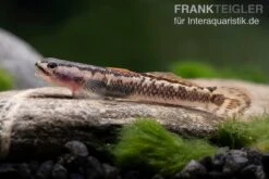 Aureofuscus-Grundel, Stiphodon Aureofuscus, 1 Paar 12 Aureofuscus-Grundel, Stiphodon Aureofuscus, 1 Paar -Tier Produkt Geschäft Aureofuscus Grundel Stiphodon aureofuscus 6
