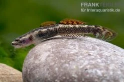 Aureofuscus-Grundel, Stiphodon Aureofuscus, 1 Paar 13 Aureofuscus-Grundel, Stiphodon Aureofuscus, 1 Paar -Tier Produkt Geschäft Aureofuscus Grundel Stiphodon aureofuscus 7