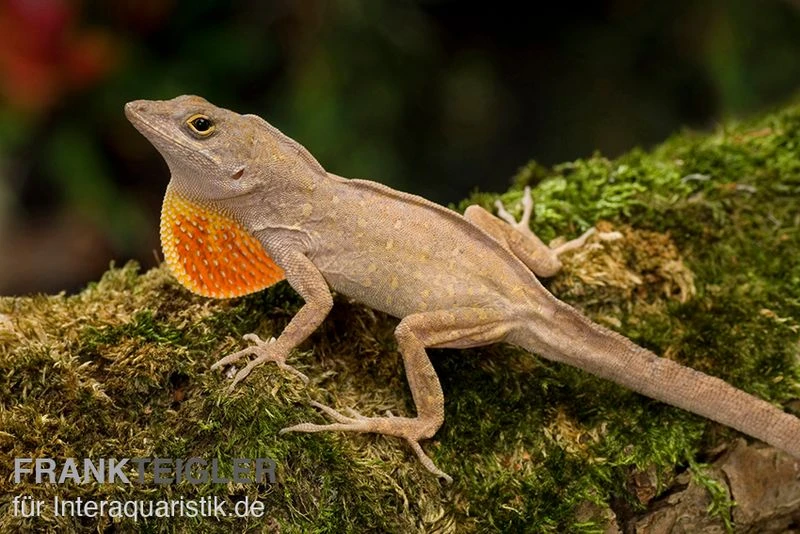 Bahama-Anolis, Anolis Sagrei 1 Bahama-Anolis, Anolis Sagrei
