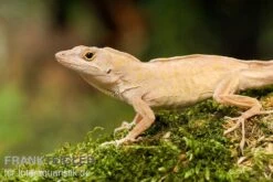 Bahama-Anolis, Anolis Sagrei 5 Bahama-Anolis, Anolis Sagrei -Tier Produkt Geschäft Bahama Anolis Anolis sagrei 3