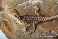 Bartagame, Pogona Vitticeps, Farbmix -Tier Produkt Geschäft Bartagame Pogona vitticeps Dunner Red Bearded Dragon 5