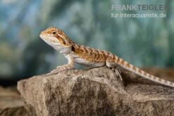Bartagame, Pogona Vitticeps, Farbmix -Tier Produkt Geschäft Bartagame Pogona vitticeps Red Bearded Dragon 11