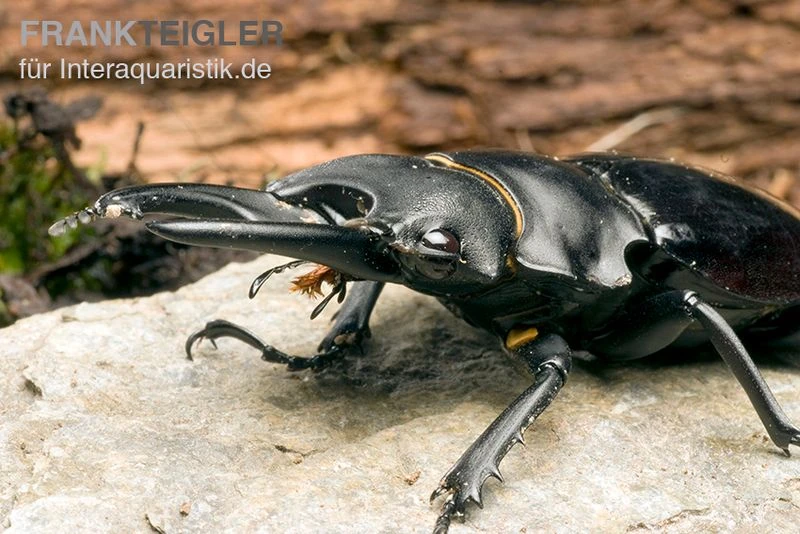 Bellicosa-Hirschkäfer, Odontolabis Bellicosa 1 Bellicosa-Hirschkäfer, Odontolabis Bellicosa