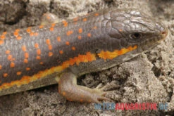 Berberskink, Eumeces Schneiderii -Tier Produkt Geschäft Berberskink Eumeces schneiderii neu 3