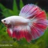 Halfmoon Kampffisch Multi Color NZ, Männchen, Betta Splendens