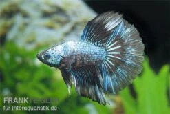 Halfmoon Kampffisch Multi Color NZ, Männchen, Betta Splendens -Tier Produkt Geschäft Betta splendens Half Moon Multicolor 3