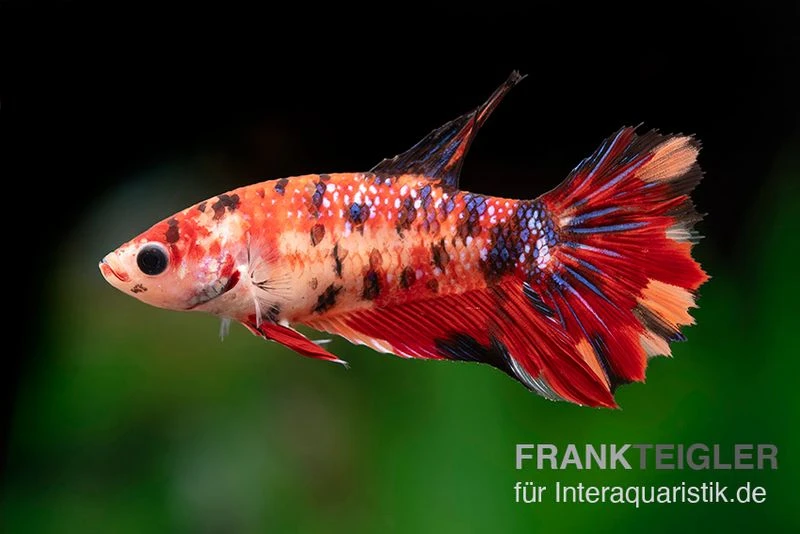 Halfmoon Kampffisch Koi Weibchen, Betta Halfmoon Koi 1 Halfmoon Kampffisch Koi Weibchen, Betta Halfmoon Koi