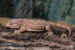 Bibrons Dickfingergecko, Chondrodactylus Bibronii