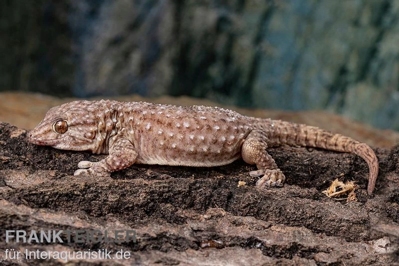 Bibrons Dickfingergecko, Chondrodactylus Bibronii 1 Bibrons Dickfingergecko, Chondrodactylus Bibronii