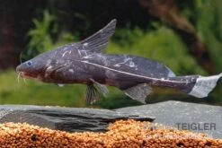 Black Lancer, Bagrichthys Macracanthus