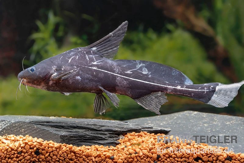 Black Lancer, Bagrichthys Macracanthus 1 Black Lancer, Bagrichthys Macracanthus