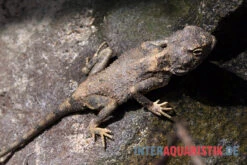 Blasse Wüstenagame, Trapelus Pallidus -Tier Produkt Geschäft Blasse Wuestenagame Trapelus pallidus 3