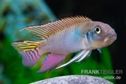 Blauer Kongocichlide, Nanochromis Parilus -Tier Produkt Geschäft Blauer Kongocichlide Nanochromis parilus 1 Paar 4