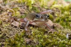 Blauer Korallenfinger-Laubfrosch, Litoria Caerulea 7 Blauer Korallenfinger-Laubfrosch, Litoria Caerulea -Tier Produkt Geschäft Blauer Korallenfinger Laubfrosch Litoria caerulea 03