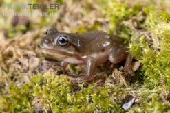 Blauer Korallenfinger-Laubfrosch, Litoria Caerulea 8 Blauer Korallenfinger-Laubfrosch, Litoria Caerulea -Tier Produkt Geschäft Blauer Korallenfinger Laubfrosch Litoria caerulea 04