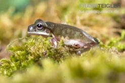 Blauer Korallenfinger-Laubfrosch, Litoria Caerulea 9 Blauer Korallenfinger-Laubfrosch, Litoria Caerulea -Tier Produkt Geschäft Blauer Korallenfinger Laubfrosch Litoria caerulea 05