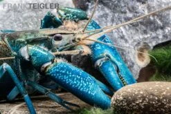 Blauer Papua-Flusskrebs, Cherax Communis 7 Blauer Papua-Flusskrebs, Cherax Communis -Tier Produkt Geschäft Blauer Papua Flusskrebs Cherax communis adult 3