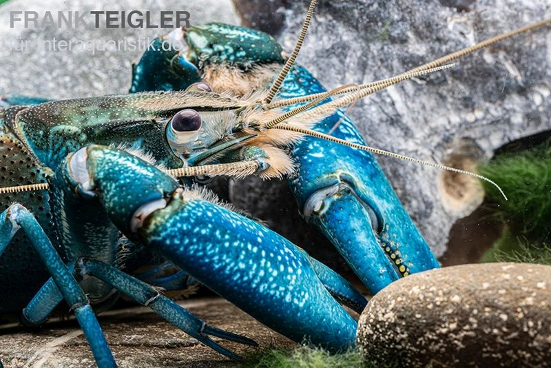 Blauer Papua-Flusskrebs, Cherax Communis 3 Blauer Papua-Flusskrebs, Cherax Communis – Bild 3