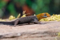 Blauer Rotkopfgecko, Gonatodes Albogularis -Tier Produkt Geschäft Blauer Rotkopfgecko Gonatodes albogularis 3