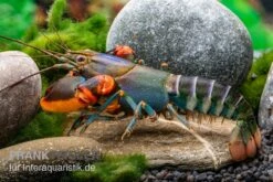 Blauer Rotscheren-Tigerkrebs, Cherax Alyciae "Blue Kong Red Claw" -Tier Produkt Geschäft Blauer Rotscheren Tigerkrebs Cherax alyciae Blue Kong Red Claw 3