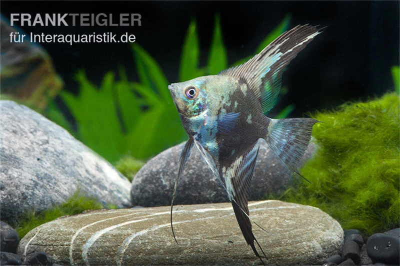 Blauer Leopard-Skalar, Pterophyllum Scalare Blau Leopard, DNZ 1 Blauer Leopard-Skalar, Pterophyllum Scalare Blau Leopard, DNZ