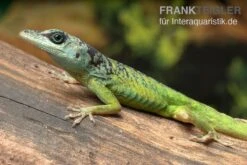 Blaugrüner Barbadosanolis, Anolis Extremus