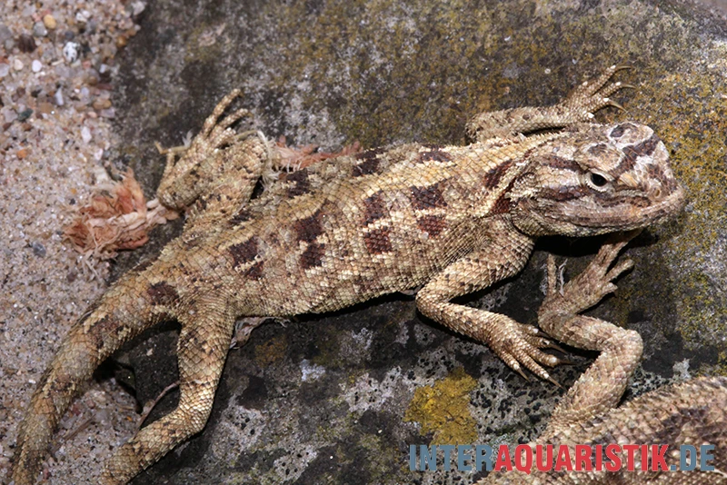 Blaukehl-Agame, Trapelus Savignii 2 Blaukehl-Agame, Trapelus Savignii – Bild 2
