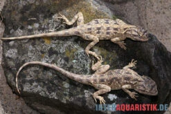 Blaukehl-Agame, Trapelus Savignii 5 Blaukehl-Agame, Trapelus Savignii -Tier Produkt Geschäft Blaukehl Agame Trapelus savignii 3