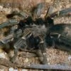Blaustrahlige Riesenvogelspinne, Pamphobeteus Nigricolor